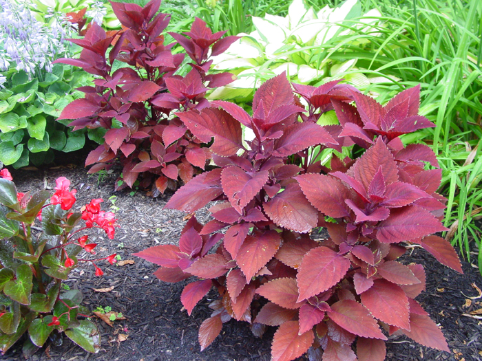 Coleus Rediculous